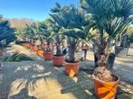 Trachycarpus wagnerianus palmbomen met 40/50 en 50/60 stam, In pot, Halfschaduw, Ophalen of Verzenden, Lente