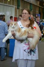 Kattenoppas aan huis aangeboden Haarlem eo, Diensten en Vakmensen, Dieren | Katten | Verzorging, Oppas en Les, Particuliere oppas