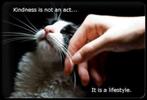 Geef/gun een poes/kat een beter leven dmv aankoop kattenitem, Poes