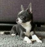 Ervaren blauw/grijze chihuahua reu ter dekking(Niet te koop), Dieren en Toebehoren, Honden | Dekreuen, Rabiës (hondsdolheid), Reu