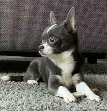 Ervaren blauw/grijze chihuahua reu ter dekking(Niet te koop) beschikbaar voor biedingen