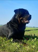 Ter dekking aangeboden rottweiler reu, Dieren en Toebehoren, Honden | Dekreuen, Rabiës (hondsdolheid), 1 tot 2 jaar, Reu, Nederland