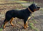 Dekreu rottweiler, Particulier, Rabiës (hondsdolheid), 1 tot 2 jaar, Reu