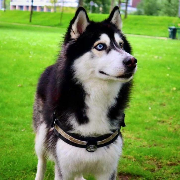 Husky dekreu (DEKREU, NIET TE KOOP), Dieren en Toebehoren, Honden | Dekreuen, Reu, Particulier, Eén hond, Nederland, 3 tot 5 jaar