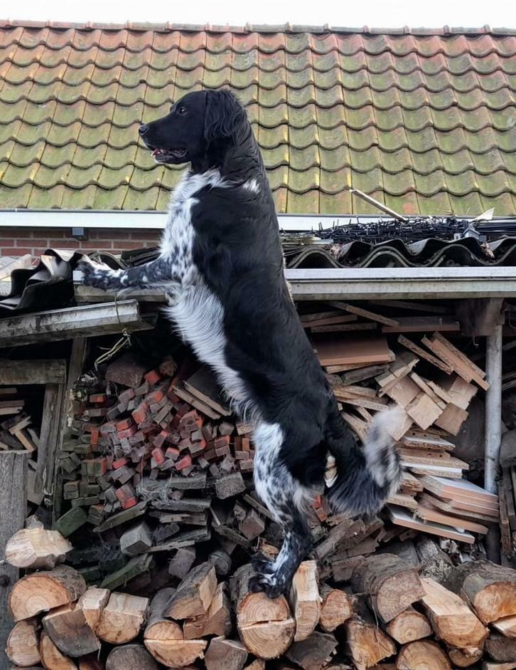 Staat ter dekking: Friese Stabij Djurre, Dieren en Toebehoren, Honden | Dekreuen, Reu, Particulier, Meerdere, Nederland, 3 tot 5 jaar