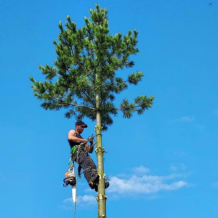 Boomverzorging/Bosbouw/Boom zagen/boom kappen/snoeien, Diensten en Vakmensen, Tuinmannen en Stratenmakers, Tuinonderhoud of Snoeiwerk