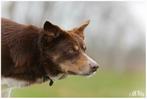 Border Collie dekreu Bruin  - wit - tan, Rabiës (hondsdolheid), 3 tot 5 jaar, Reu, Nederland