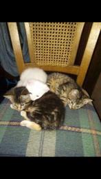 3 kleine poesjes, Dieren en Toebehoren, Katten en Kittens | Overige Katten, 0 tot 2 jaar