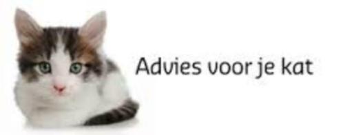 - Raskat korthaar, Dieren en Toebehoren, Katten en Kittens | Raskatten | Korthaar, Poes