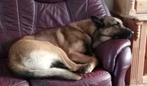 Mechelse herder ARAZ Ter dekking aangeboden, Dieren en Toebehoren, Honden | Dekreuen, Rabiës (hondsdolheid), Reu, Eén hond, 3 tot 5 jaar