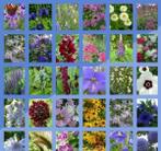 500 verschillende bloemenzaden  incl foto zaaibeschrijving