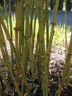 Wortelbegrenzer of Rhizoombegrenzer voor bamboe planten., Halfschaduw, Vaste plant, Ophalen of Verzenden, Bloeit niet