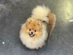 Choco en B&T drager! Dekreu beschikbaar, Dieren en Toebehoren, Reu, Eén hond, 3 tot 5 jaar, Nederland