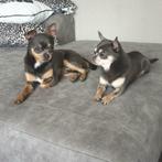 Tommy Dekreu Chihuahua tricolor blue, Dieren en Toebehoren, Honden | Dekreuen, Reu, 1 tot 2 jaar, Meerdere, Nederland