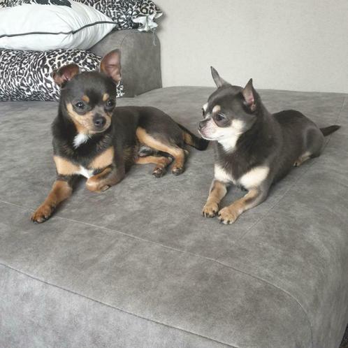 Tommy Dekreu Chihuahua tricolor blue, Dieren en Toebehoren, Honden | Dekreuen, Reu, Particulier, Meerdere, Nederland, 1 tot 2 jaar