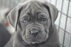 Cane Corso Pups te koop van Freddy Eleonore Rasspecialist, Particulier, Rabiës (hondsdolheid), Meerdere, 8 tot 15 weken