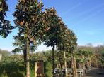 Magnolia grandiflora hoogstam bomen 20-25 cm stamomtrek, Tuin en Terras, Planten | Bomen, In pot, Zomer, Volle zon, 400 cm of meer