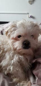 Shih Tzu DEKREU |  veel ervaring | kleur wit, Rabiës (hondsdolheid), Reu, Eén hond, 3 tot 5 jaar