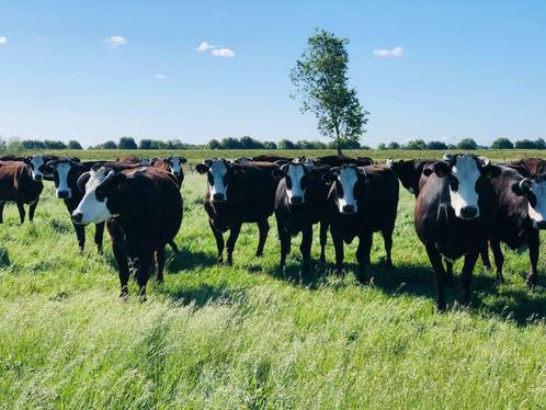 Te koop: Groninger blaarkop  en Lakenvelder runderen, Dieren en Toebehoren, Runderen, Mannelijk