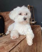 Kleine maltezer dekreu, Rabiës (hondsdolheid), Reu, 1 tot 2 jaar, Eén hond