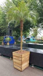 Palmbomen I palmen huren voor uw evenement of feest