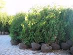 Coniferen Thuja Brabant, Smaragd, Gelderland en Atrovirens, Ophalen of Verzenden, Conifeer, Haag