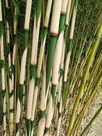 Bamboe fargesia en phyllostachys bamboe haag.