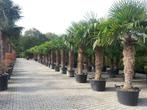 Trachycarpus fortunei palmboom / palmbomen, grootste keus !!