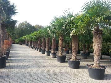 Trachycarpus fortunei palmboom / palmbomen, grootste keus