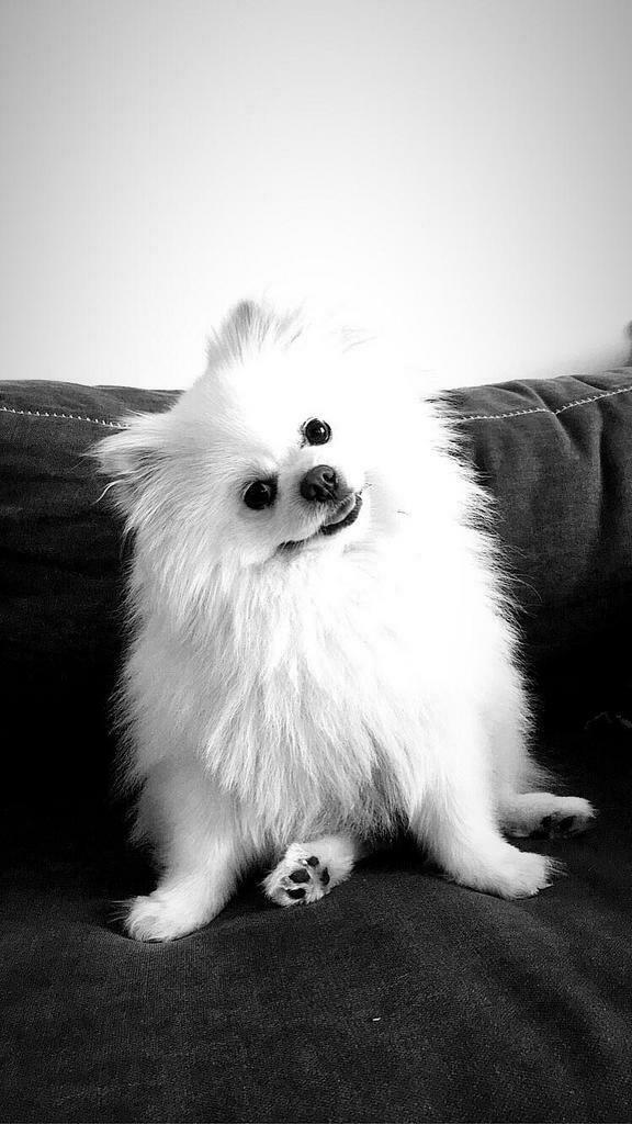 Raszuivere pomeriaan dekreu, Dieren en Toebehoren, Honden | Dekreuen, Reu, Particulier, Eén hond, Buitenland, 1 tot 2 jaar, CDV (hondenziekte)