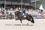Zwarte PRE Andalusier Hengst ter Dekking, Dieren en Toebehoren, Paarden en Pony's | Dekhengsten en Fokmerries, Caballos de Colores