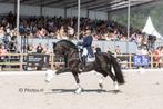 Zwarte PRE Andalusier Hengst ter Dekking, Dieren en Toebehoren, Paarden en Pony's | Dekhengsten en Fokmerries, Hengst