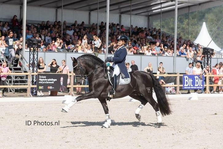 Zwarte PRE Andalusier Hengst ter Dekking Inter 2, Dieren en Toebehoren, Paarden en Pony's | Dekhengsten en Fokmerries, Hengst