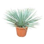 Yucca rostrata "Mini" planthoogte 35-50 cm