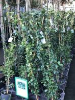 toscaanse jasmijn 175cm    klimplant in pot hoog zelf afhale