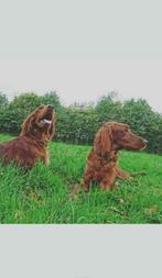 Ierse setter pups 100% Ierse bloedlijnen, Dieren en Toebehoren, Honden | Setters en Staande honden, CDV (hondenziekte), Meerdere