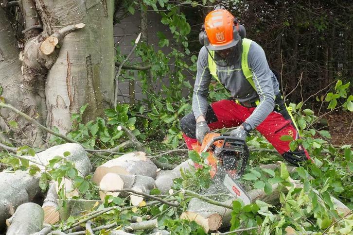 Boom kappen rooien bomen stronken frezen omzagen snoeien, Diensten en Vakmensen, Tuinmannen en Stratenmakers, Bestrating, Hekwerk of Schuttingen