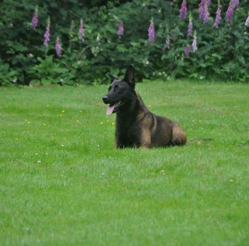 Dekreu mechelse herder politiehond knpv, Dieren en Toebehoren, Honden | Dekreuen, Reu, Particulier, Eén hond, Nederland, 3 tot 5 jaar