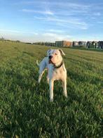Dekreu Dogo Argentino/ Argentijnse dog, Rabiës (hondsdolheid), 3 tot 5 jaar, Buitenland, Reu