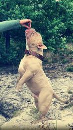 American Bully Exotic lilac dekreu, België, Fokker | Hobbymatig, Rabiës (hondsdolheid), Reu