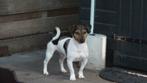 jack russell  bonte blue merle dekreu, Dieren en Toebehoren, Particulier, Rabiës (hondsdolheid), 3 tot 5 jaar, Reu