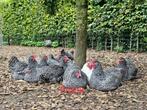 Noord Hollandse blauwe kuikens/kippen geseks en geent Marek