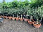 Olijfboom - Olea europaea - Olijfbomen in deco pot te koop, Tuin en Terras, Planten | Tuinplanten, Vaste plant, Ophalen of Verzenden