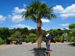 Olijfboom, Vijgenboom, Palmboom, Druivenboom te koop, Leiboom, Ophalen of Verzenden, 100 tot 250 cm