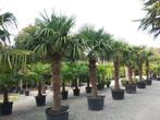 Trachycarpus fortunei palmboom / palmbomen, grootste keus, Tuin en Terras, Ophalen of Verzenden, Palmboom, 100 tot 250 cm
