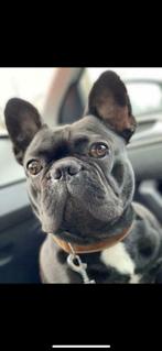 Franse bulldog dekreu, Dieren en Toebehoren, Honden | Dekreuen, Particulier, Rabiës (hondsdolheid), 3 tot 5 jaar, Reu