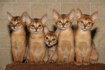 abessijn kittens, abessijn herplaatser beschikbaar voor biedingen
