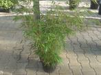 Fargesia rufa, niet woekerende bamboe / haag bamboe te koop, Tuin en Terras, Planten | Tuinplanten, Halfschaduw, Vaste plant, Ophalen of Verzenden