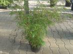 Fargesia rufa, niet woekerende bamboe / haag bamboe te koop, Overige soorten, Vaste plant, Ophalen of Verzenden, Bloeit niet