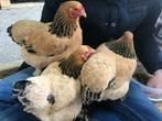 Jonge tamme Brahma kriel kippen hennen gesekst en ingeënt
